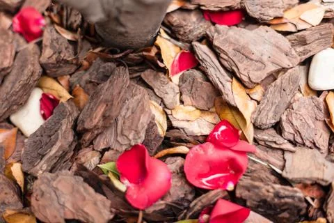 Crushed tree bark texture background with autumn leaves, pebbles and red rose Stock Photos