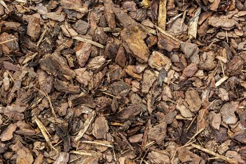Crushed tree bark texture closeup. Wooden mulch ground's fragment as an abstract Stock Photos