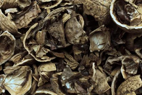Crushed walnut shells close up. Stockfoto's