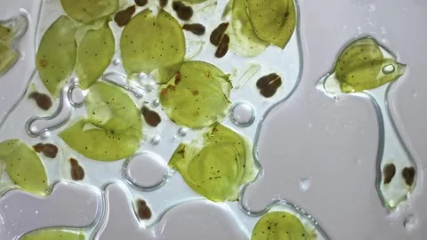 Crushed white grapes in a large amount of juice for a cosmetic product. Stock Footage 268744713