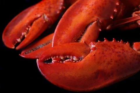 .Crusher Claw Stock Photos