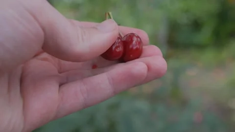 Crushes red cherries in hands Stock-Footage 243934368