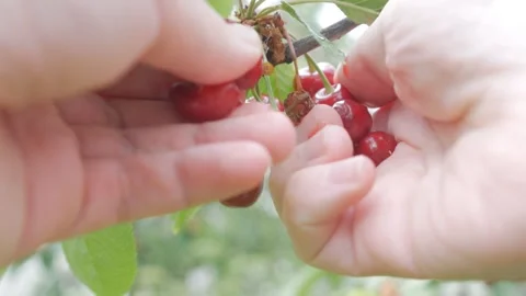 Crushes red cherries in hands Stock-Footage 243934375