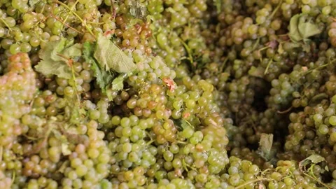 Crushing and grinding white grapes Stock Footage 242522918