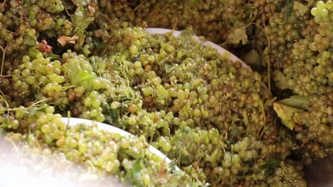 Crushing and grinding white grapes to make white wine Stock Footage 242522966