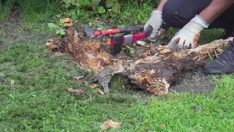 Crushing and rooting out stumps with steel axe in garden, sunny summer day. C Stock Footage 151424463