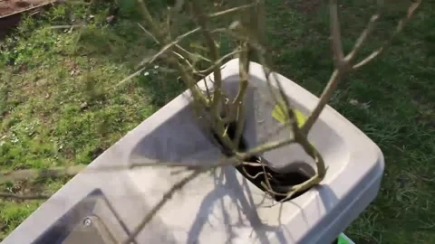 Crushing branches in a shredder in the garden Stock Footage 245553964