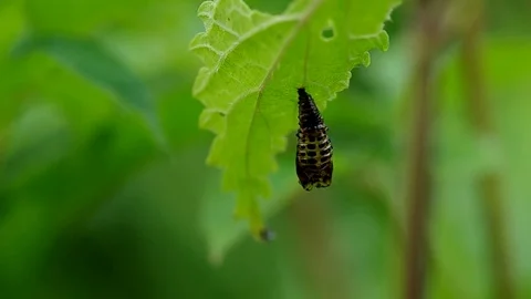 Crust of beetle on leaf Stock Footage 74167123