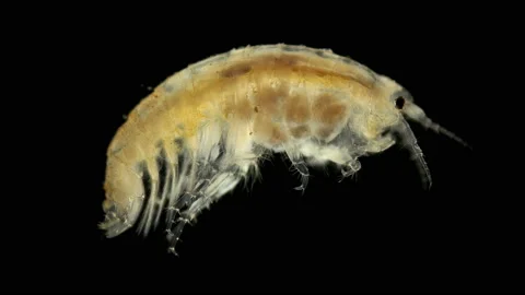 Crustacea Amphipoda under the microscope, possibly a family Micruropodidae Stock Footage 141726213