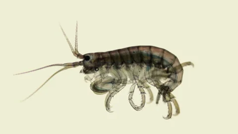 Crustacea Amphipoda under the microscope, Superorder Peracarida. Sample found in Stock Footage 160977333