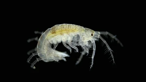 Crustacea Amphipoda under microscope, Superorder Peracarida. White Sea Stock Footage 233673037