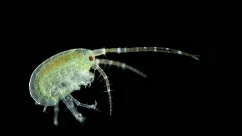 Crustacea Amphipoda under microscope, Superorder Peracarida. Sample found in Red Stock Footage 235416959