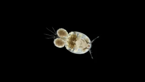 Crustacea of class Copepoda under microscope, possibly order Siphonostomatoida Stock Footage 253463431