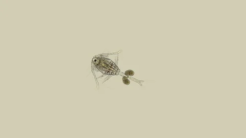 Crustacea Oithona nana under the microscope, Cyclopoida Order, Copepoda Subclass Stock Footage 146582889