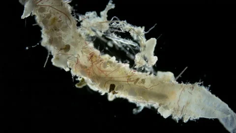 Crustacea order Tanaidacea under a microscope, class Malacostraca Stock Footage 236403968