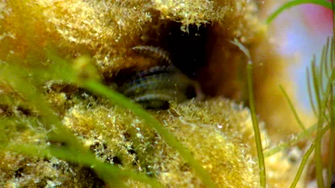 Crustacean Balanus sp. catches plankton ... | Stock Video | Pond5