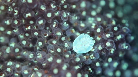 A crustacean of the class Copepoda under a microscope. Stock Footage 322508574