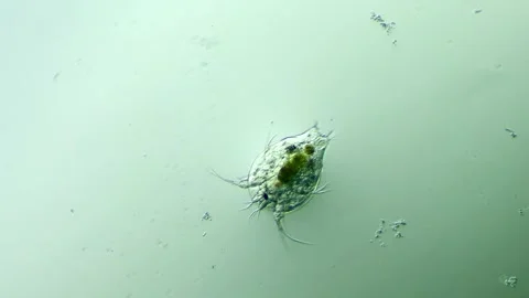 Crustacean Copepod Larva under Microscope at 100x Magnification Stock Footage 314632327