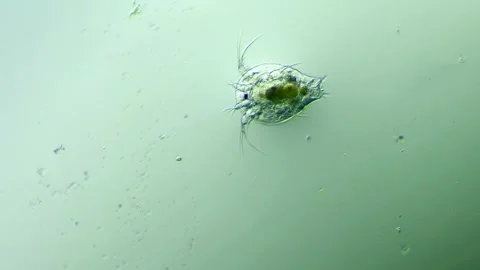 Crustacean Copepod Larva under Microscope at 100x Magnification Stock Footage 314632329