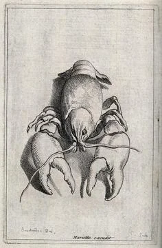 A crustacean (crab). Etching by E. Bouchardon. Stock Illustration