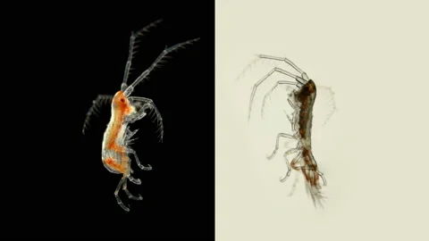 Crustacean Dulichia sp. under the microscope, of the Dulichiidae family Stock Footage 136238261