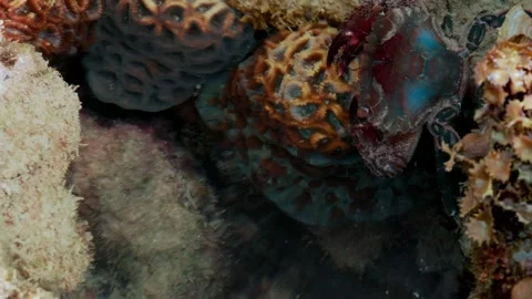 Crustacean Foraging Along Rocky Reef Surface 스톡 동영상 342783623