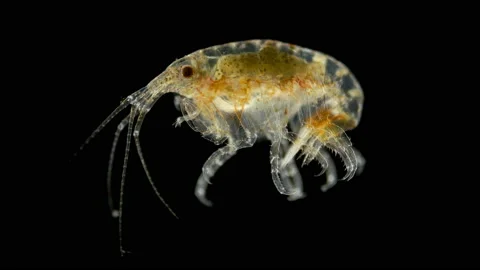Crustacean Gammarus under a microscope, Amphipoda crustaceans, distributed in Vídeo Stock 124847306