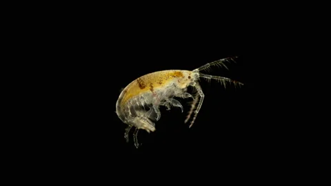 Crustacean Gammarus under a microscope, order Amphipoda Stock Footage 136301170