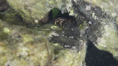 Crustacean hiding among rocks and algae, showcasing natural camouflage in a Stock Footage 343523091