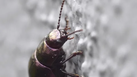 Crustacean Insect Stock Footage 332997097