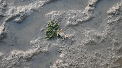 Crustacean not moving 動画素材 113330537