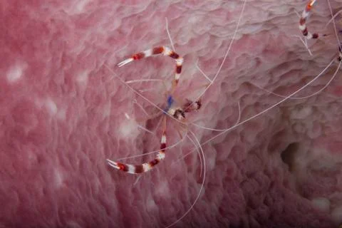 Crustacean with six scissors Stock Photos