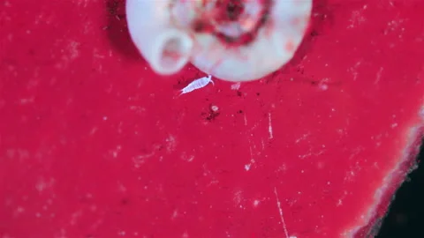 Crustacean under a microscope, class Copepoda. Moves on seaweed. Stock Footage 321128885