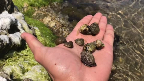 Crustaceans Stock Footage 131261568