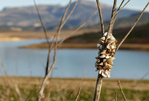 Crustaceans growing on a dead tree next to a reservoir in Europe Stock Photos