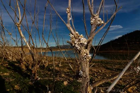 Crustaceans growing on a dead tree next to a reservoir in Granada Spain Stock Photos