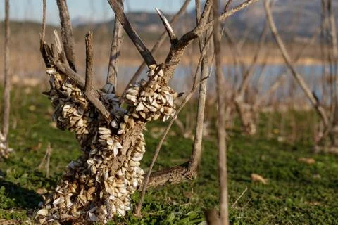 Crustaceans growing on a dead tree next to a reservoir in Spain Stock Photos
