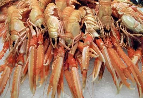 Crustaceans Stock Photos