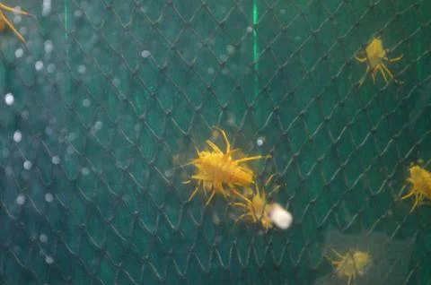 Crustaceans Stock Photos