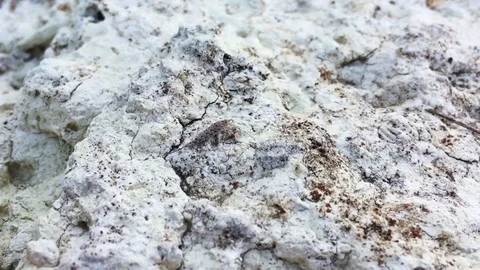 Crustaceous bug on seabeach Stock Footage 78577658