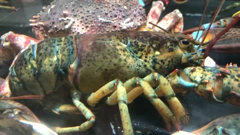 Crustaceous Stock Footage 134076084