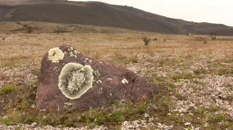 Crustose lichen crowing on boulder on paramo near Cotopaxi Volcano, Ecuador Vídeo Stock 297339