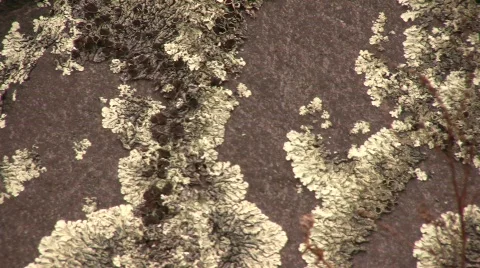 Crustose lichen crowing on boulder on paramo near Cotopaxi Volcano, Ecuador Vídeo Stock 297354