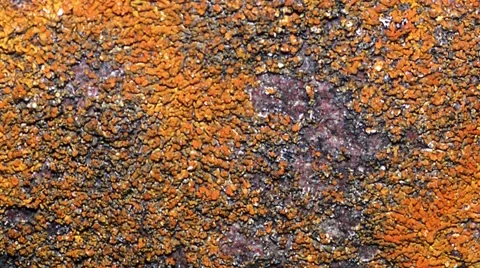 Crustose Lichen Stock Footage 57324842