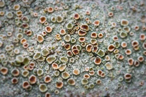 Crustose lichen macro Stock Photos