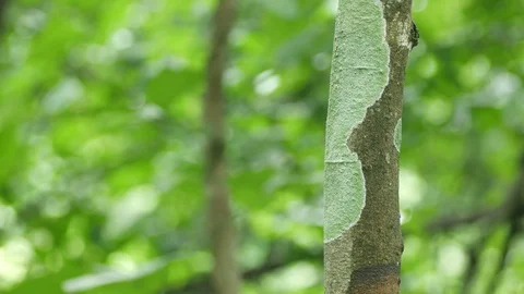 Crustose lichen on the tree stem Stock Footage 95850875