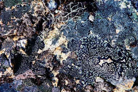 Crustose lichens Stock Photos