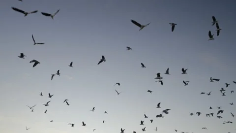 A cry of gulls sweep across a twilight sky. Stock Footage 194962687