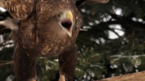 Cry of white-tailed sea eagle or erne, flapping on forest background close up. Video stock 47191007