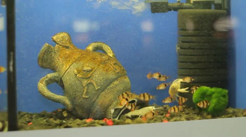 Cryfish in aquarium 스톡 동영상 23227373